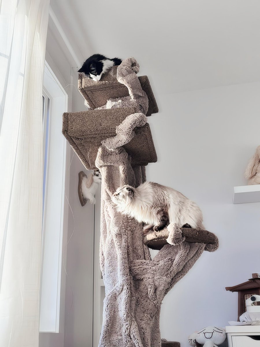 Foxplushy🤍☕️ (キツネ) tweet media