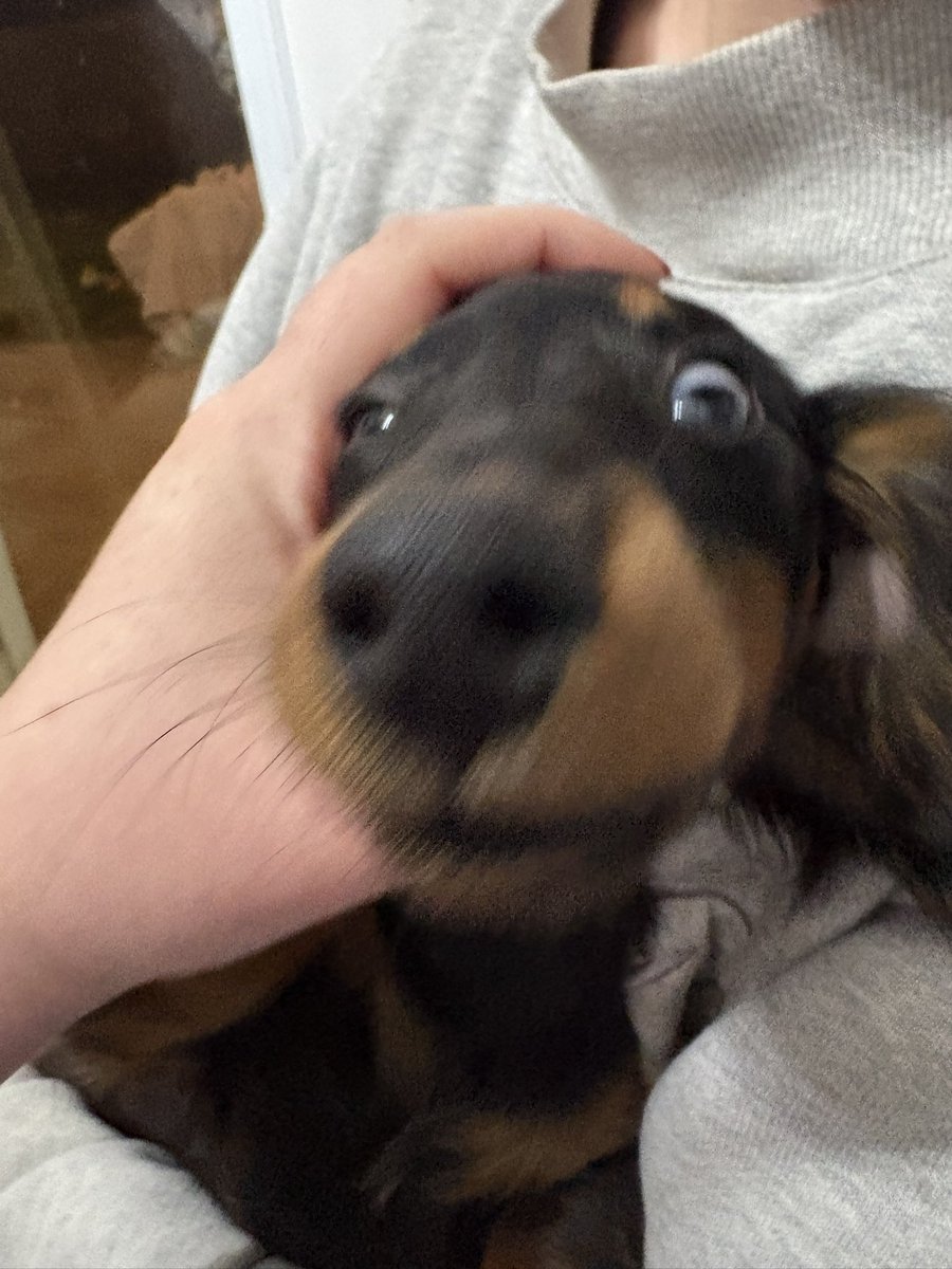 Kiwi 🥝 tweet media