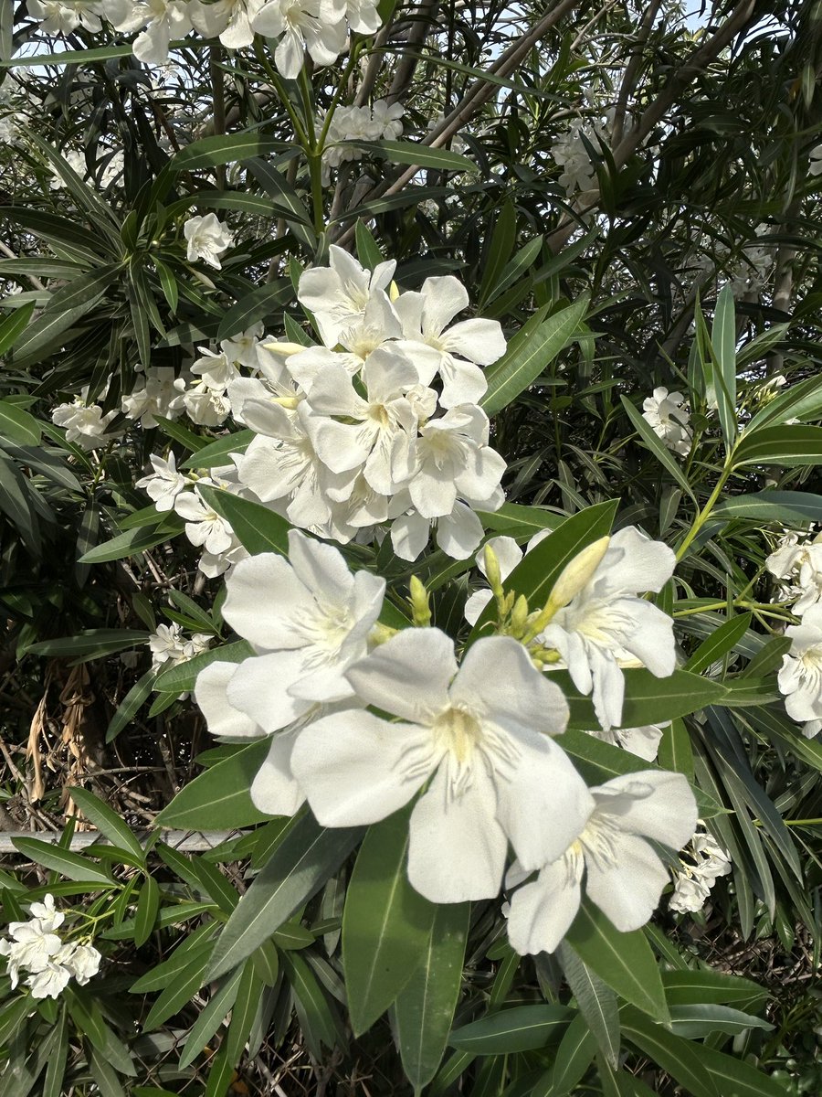 Occitania32's tweet photo. White oleanders.
Toxic to humans and many animals.
#oleanders #toxic #nature https://t.co/XRwHnVfJDA