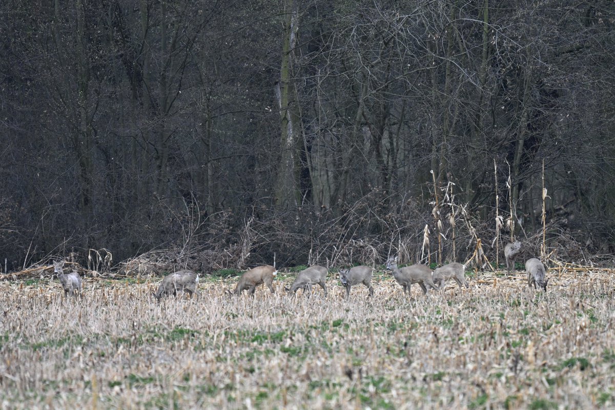 Lukas Smith tweet media