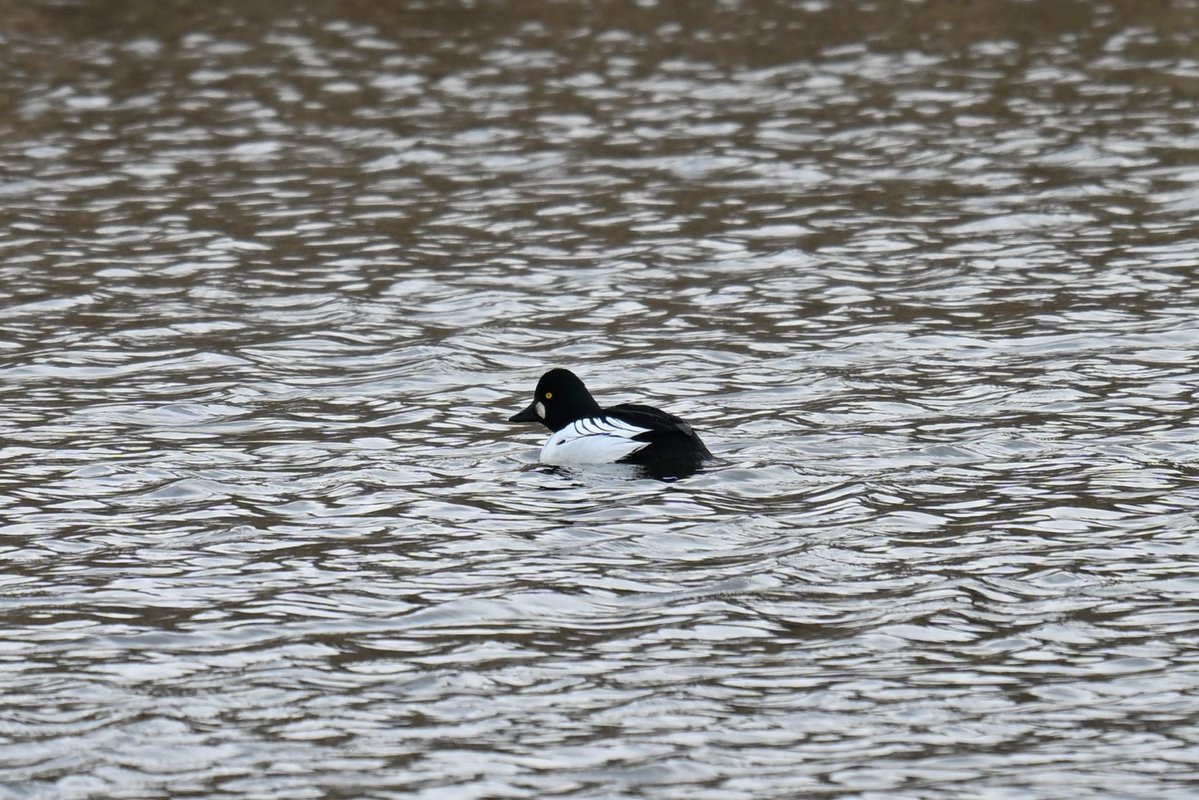 Lukas Smith tweet media