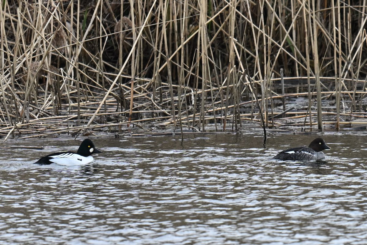 Lukas Smith tweet media