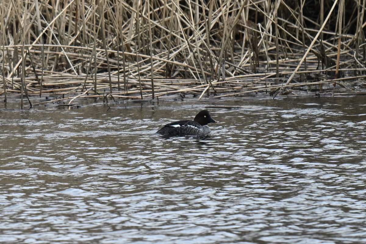 Lukas Smith tweet media