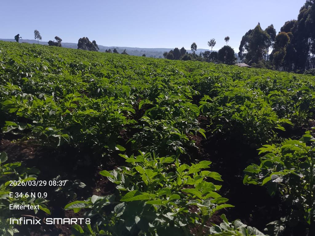 Mr Waruu( Potato Ambassador) tweet media