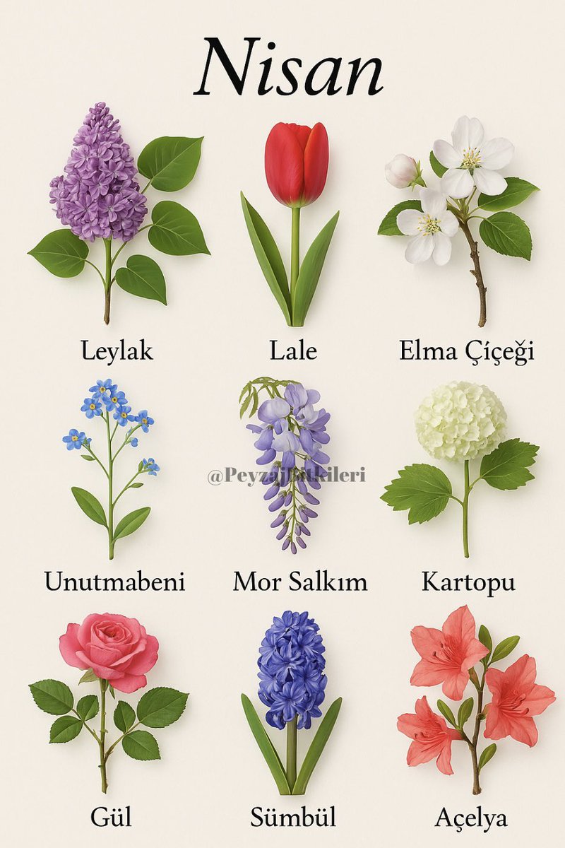 PeyzajBitkileriKitap tweet media