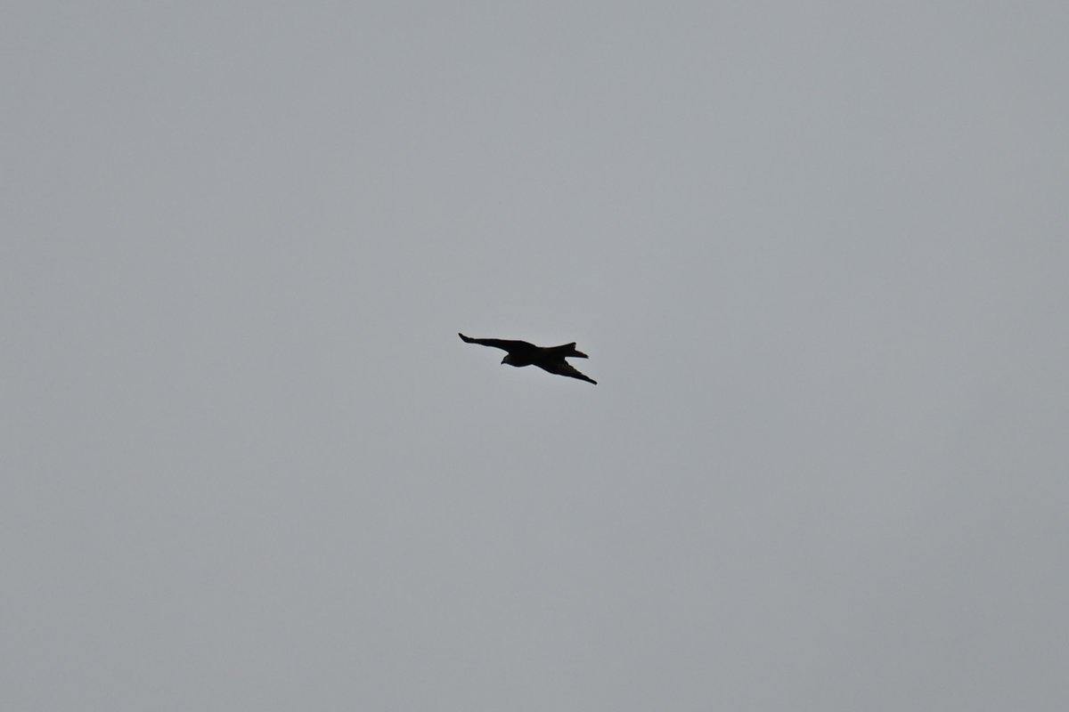 Lukas Smith tweet media