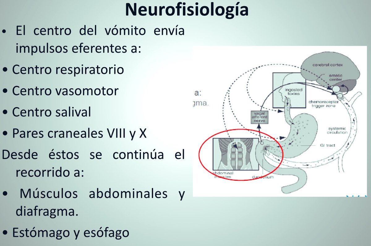Estherr8nurse's tweet photo. @Bio_comunidad A) Cerebro 🧠 https://t.co/MCZw0NEOWO