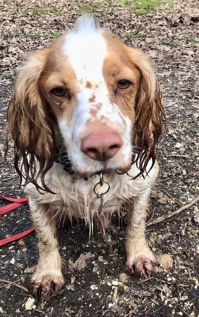 millypod1's tweet photo. MAX HOME SAFE. THANKS FOR RT's πππΎ
π24 MAR 2026 #Lost Max #ScanMe
Cocker Spaniel Male
Knights Copse Woods, East Boldre #SO42
County #Brockenhurst #Hampshire https://t.co/61FvnbO5Si https://t.co/QuHU3djyRk