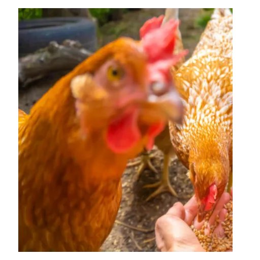 ケウスと申します🐣 tweet media