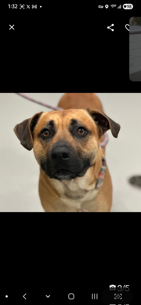 Julie🌻🐾 tweet media