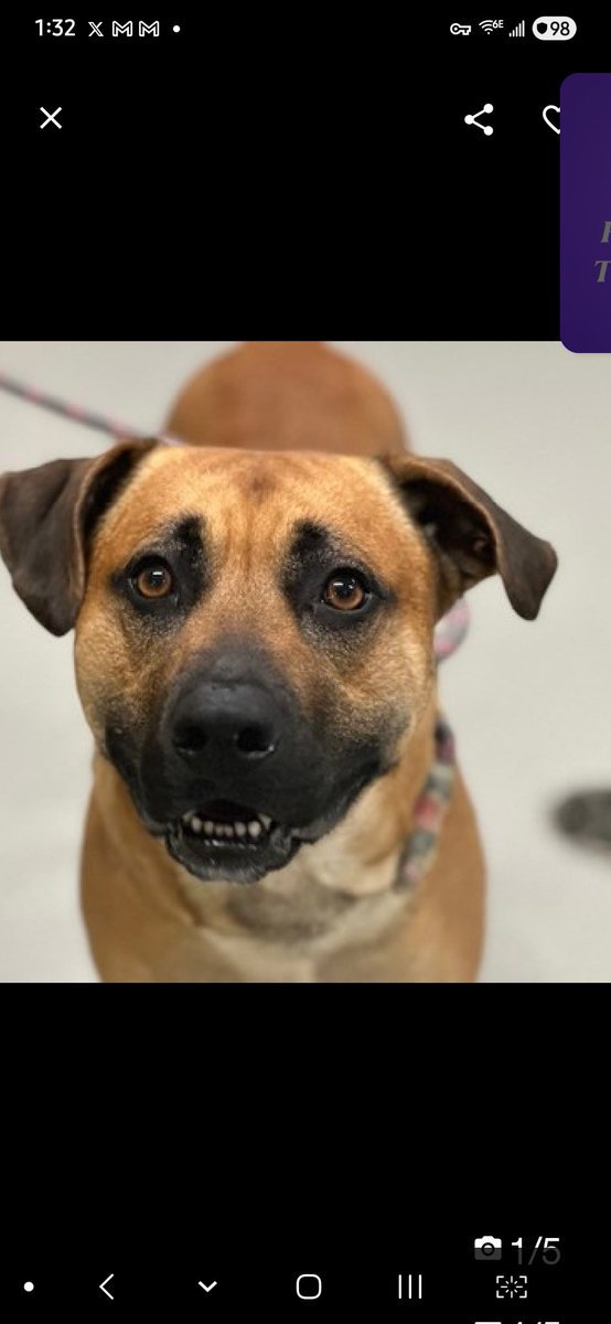 Julie🌻🐾 tweet media