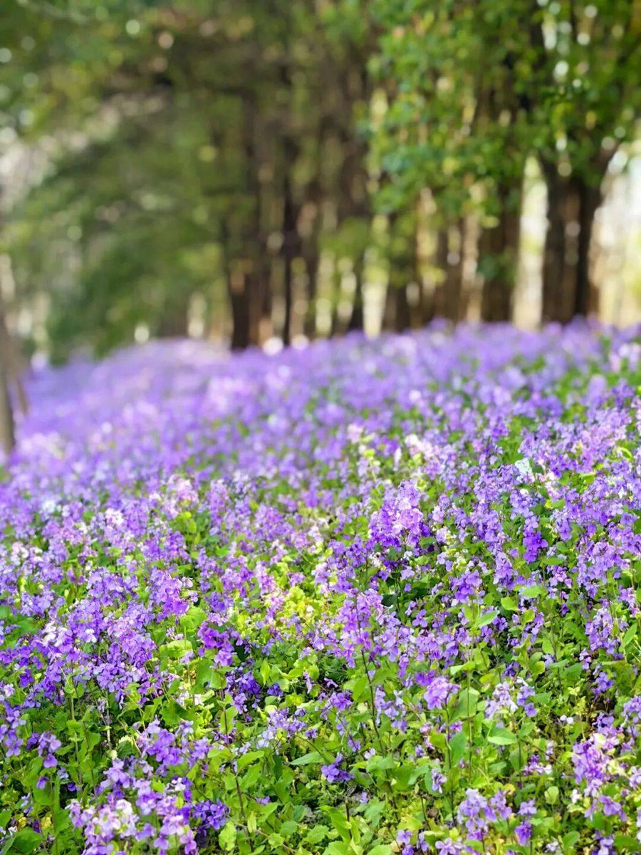 frank zirpoli tweet media