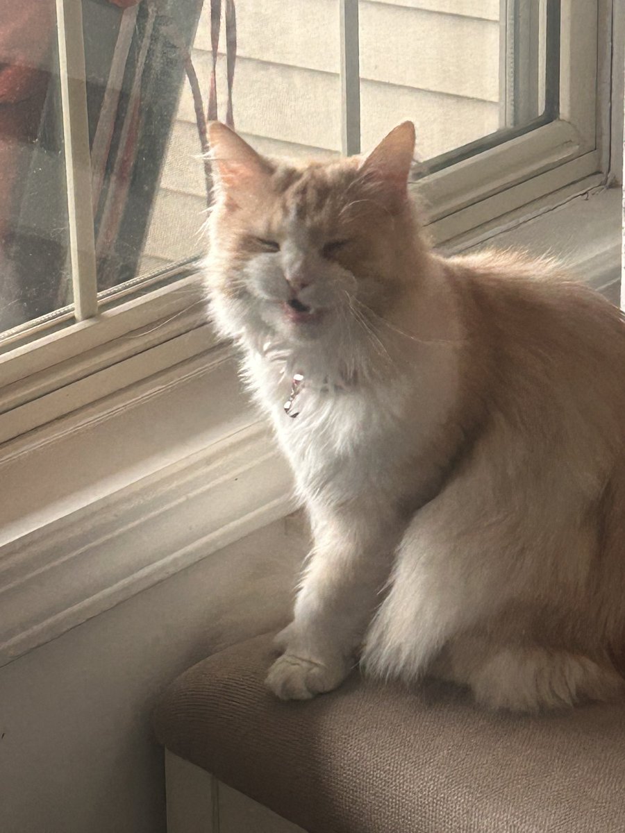 Roblox_Cat tweet media