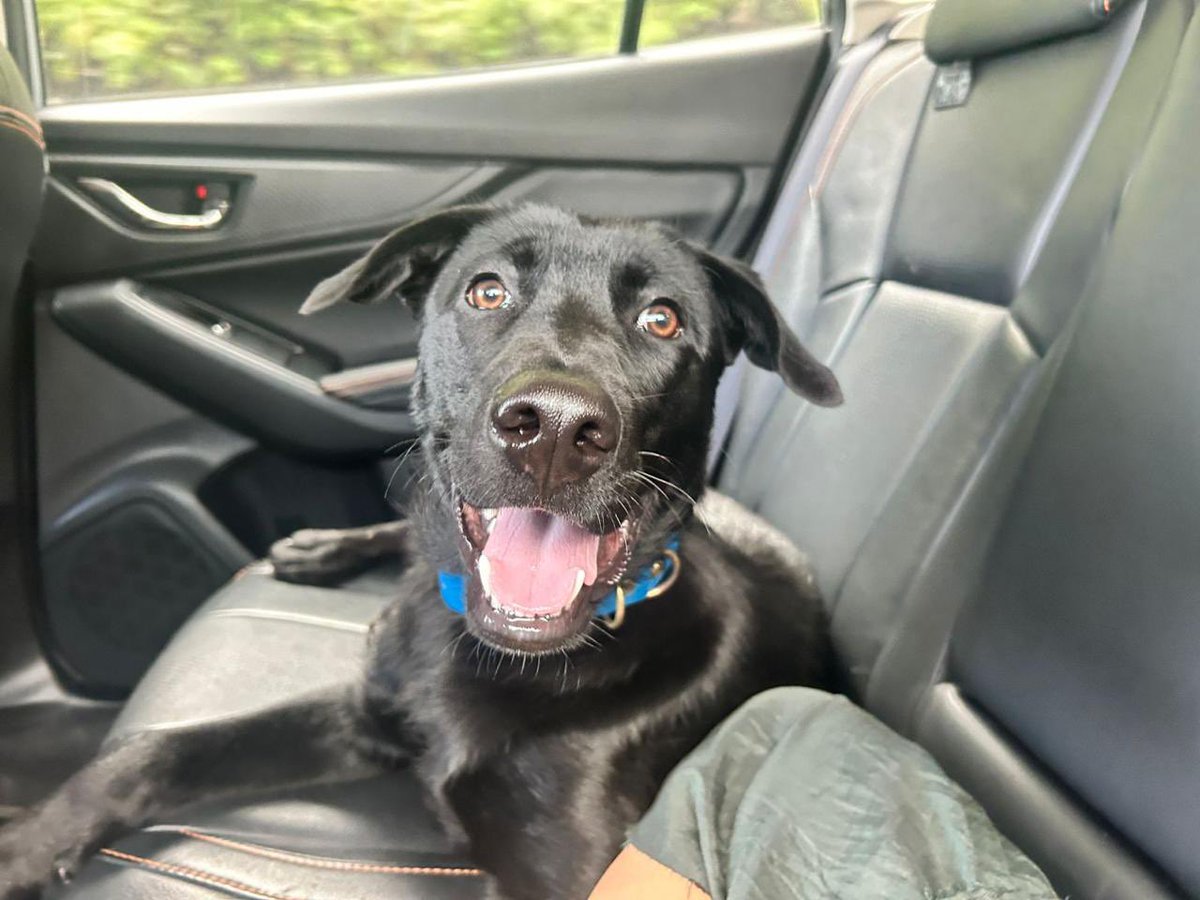 Andrés Guerra Hoyos tweet media