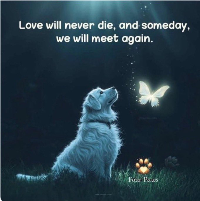 Novissima music tweet media