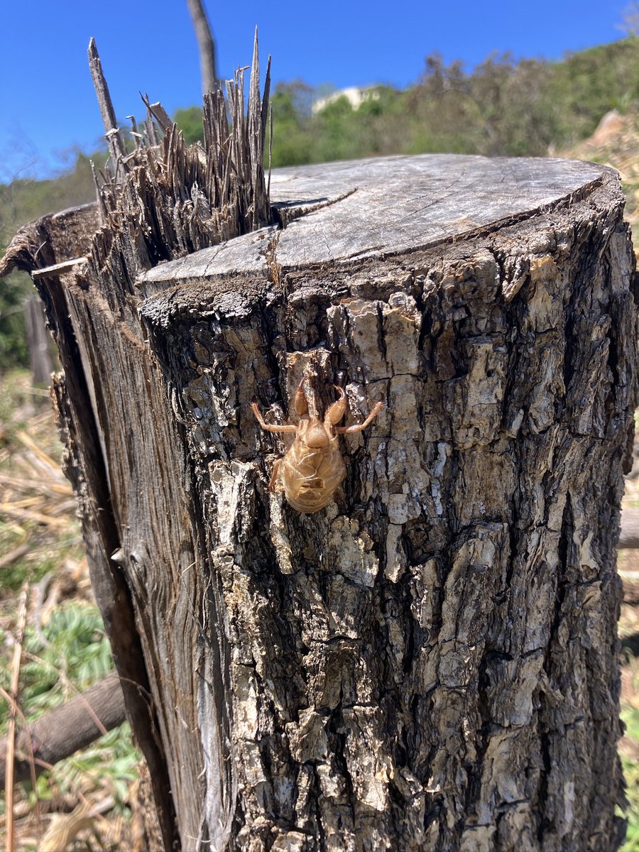 Joe Coffey 🇸🇻🇺🇸 tweet media