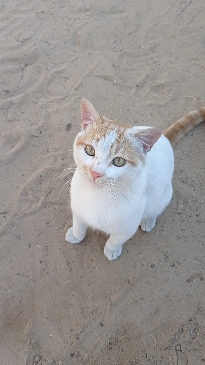 Ameen Aljbour tweet media