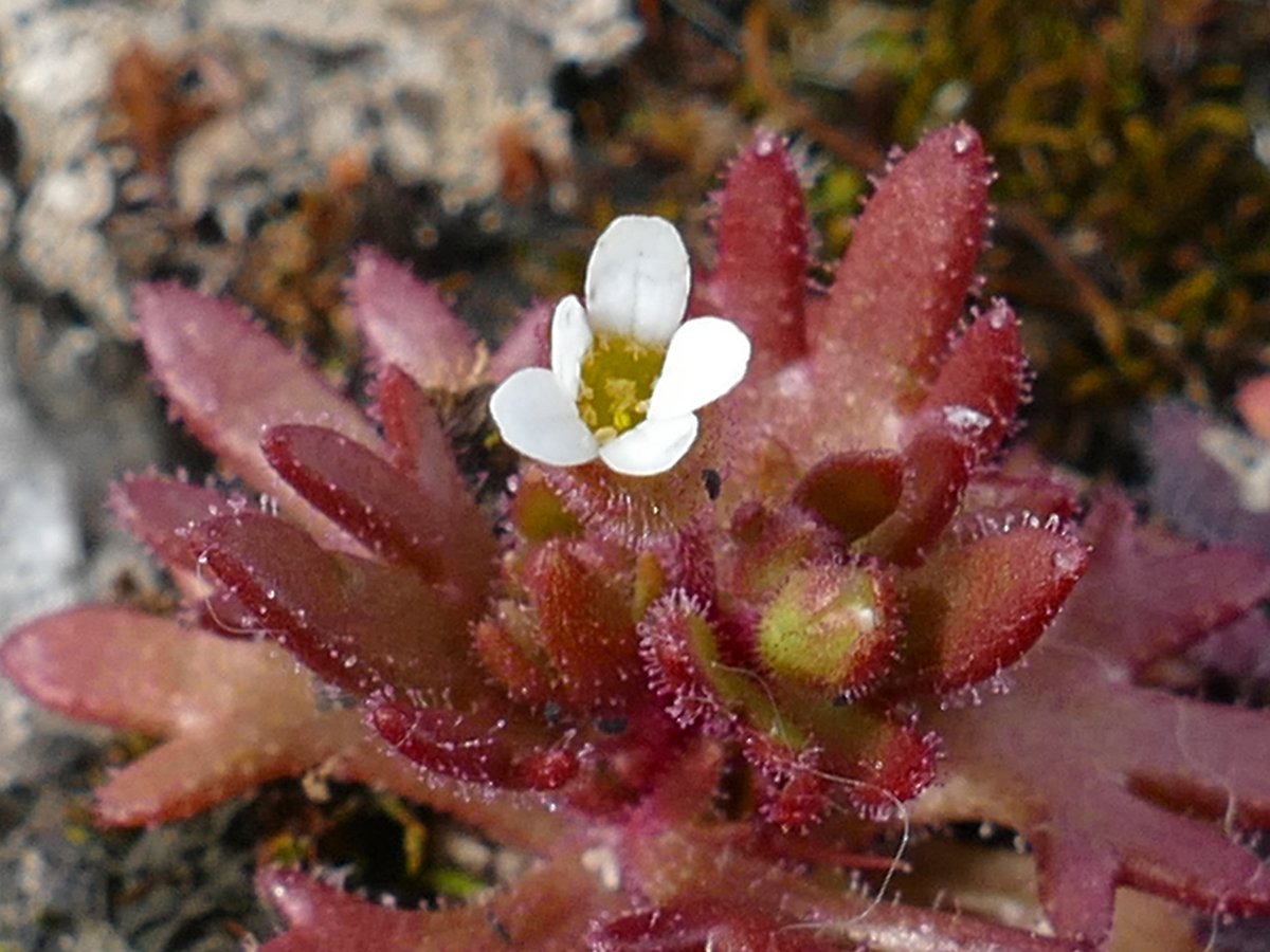 RogerRob473's tweet photo. Rue-leaved saxifrage on a section of old pavement at The Holies, Streatley (W. Berks), 28/3/26. #wildflowerhour https://t.co/4C0WrWdB7o