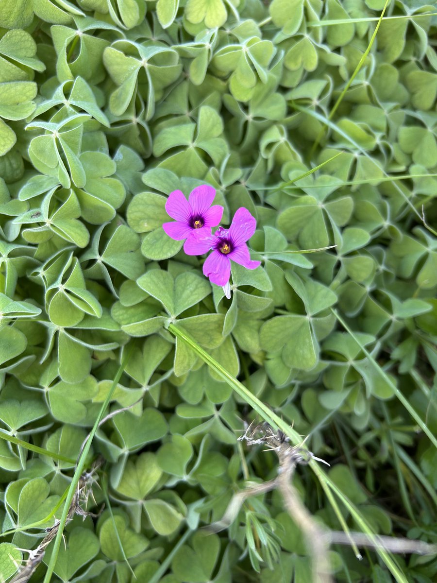 Sara Turle 💙 tweet media