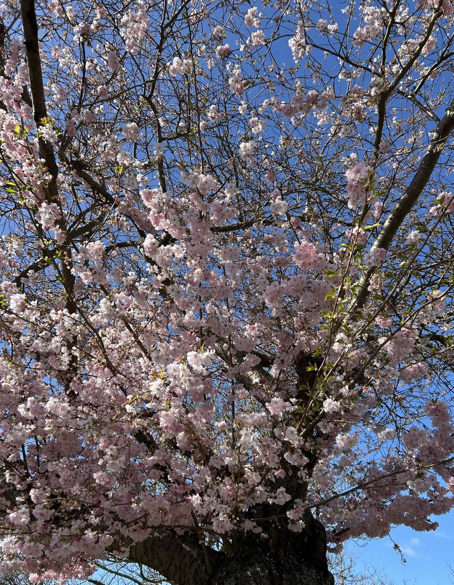 Sara Turle 💙 tweet media