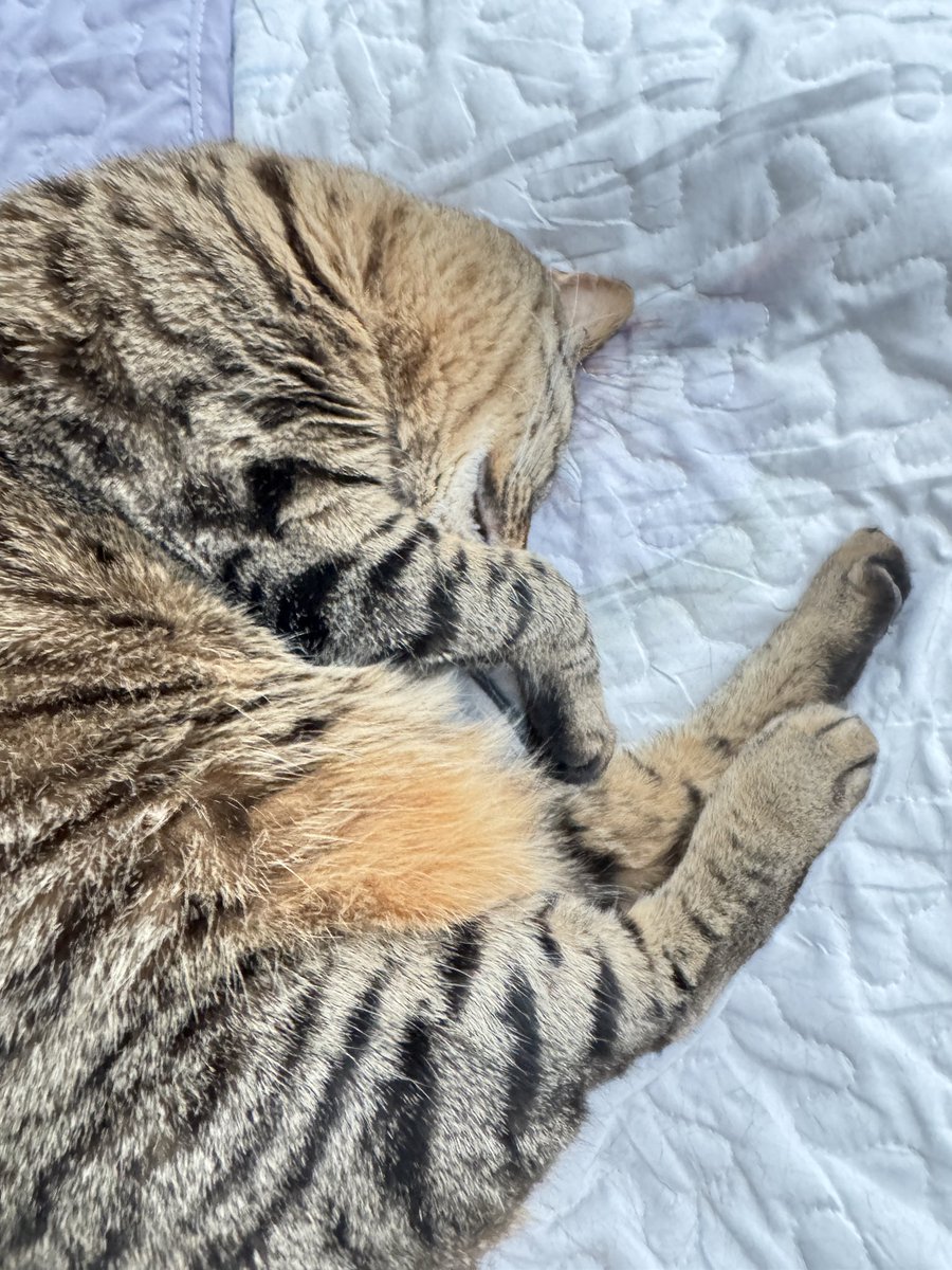 kalimama69's tweet image. Aww the life of a kitty. 
This is Cupcake, one of the 6 little furball friends I live with lol.  She’s spoiled and loved. 
She’s got the Sunday Comfy vibes. 
#CatsAreFamily #sleepycats