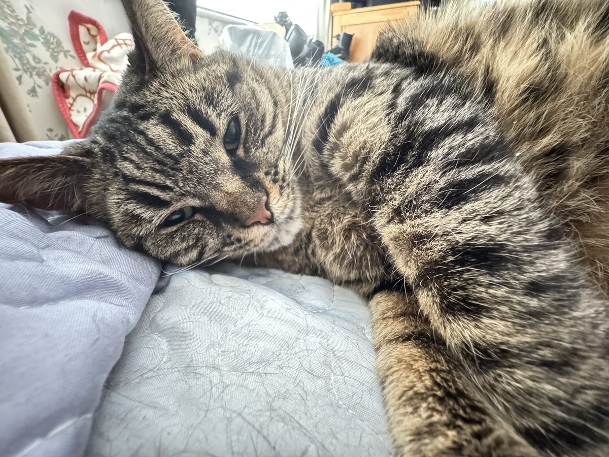 kalimama69's tweet image. Aww the life of a kitty. 
This is Cupcake, one of the 6 little furball friends I live with lol.  She’s spoiled and loved. 
She’s got the Sunday Comfy vibes. 
#CatsAreFamily #sleepycats