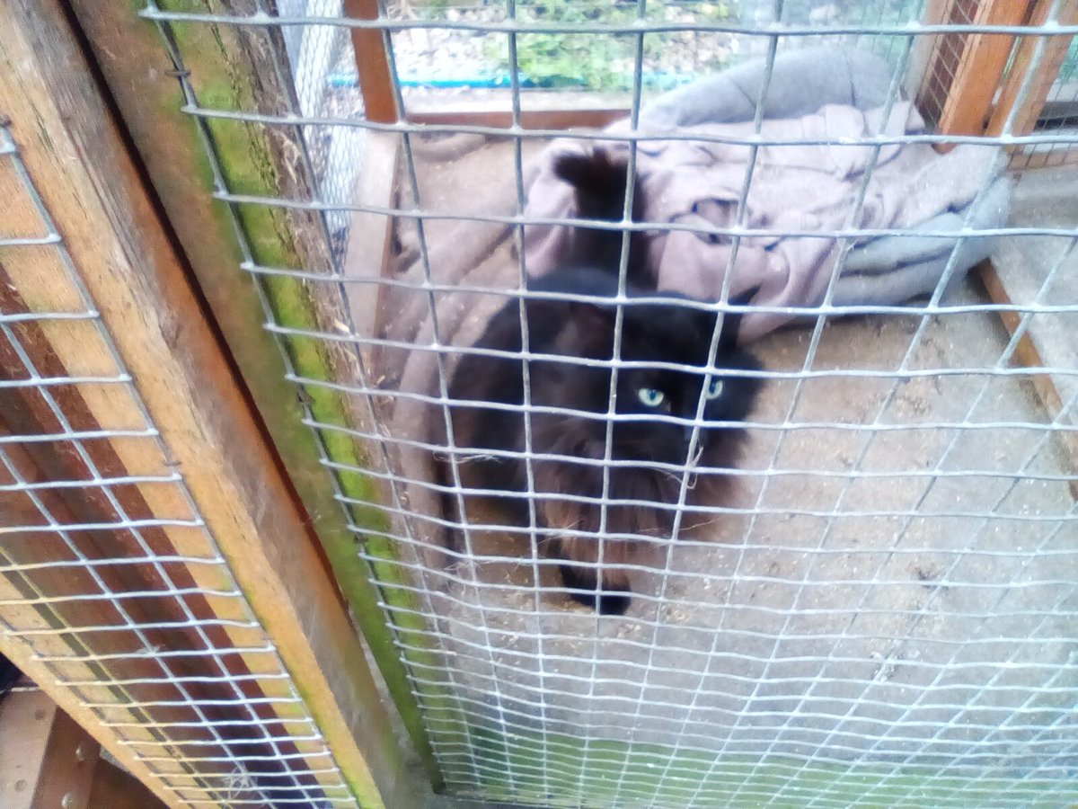 laura watts-fleming in memory of Gabi , Gem🌈 tweet media