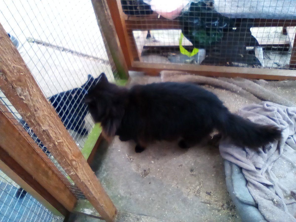 laura watts-fleming in memory of Gabi , Gem🌈 tweet media