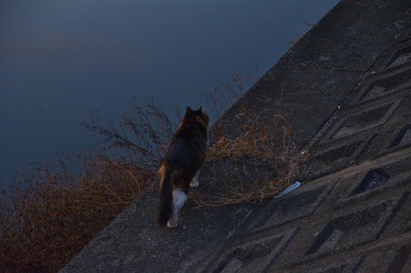 川沿いを行くコ　#neko　#猫　#cat