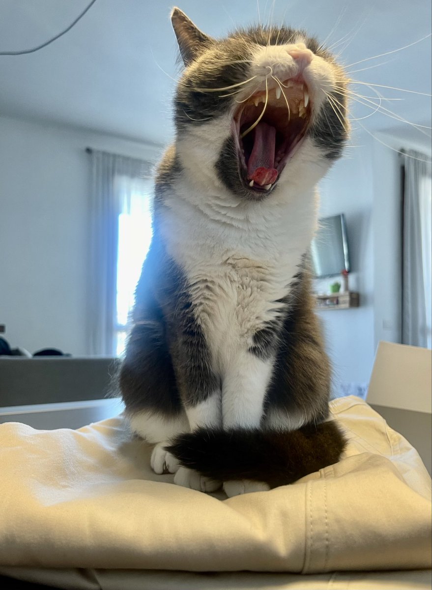 IreB2806's tweet photo. @quellodeigatti RAWR anche qui ❤️ https://t.co/hdJ0uOQQLF