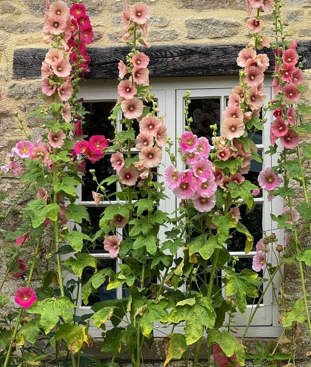 only aesthetic tweet media