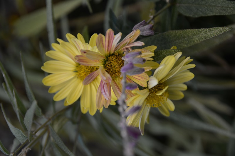 黄色い花　#hana　#花　#flower