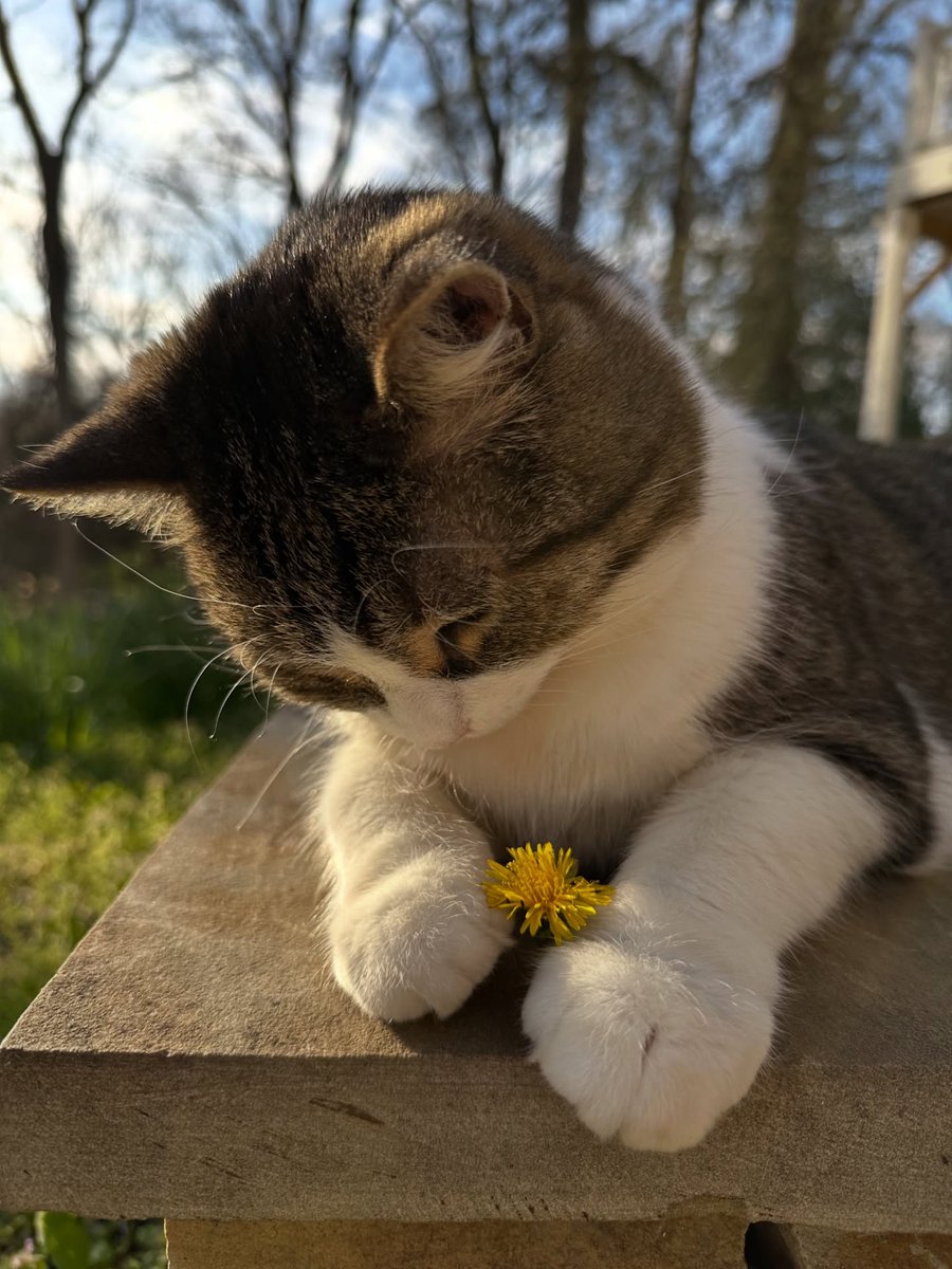 Purely Green tweet media