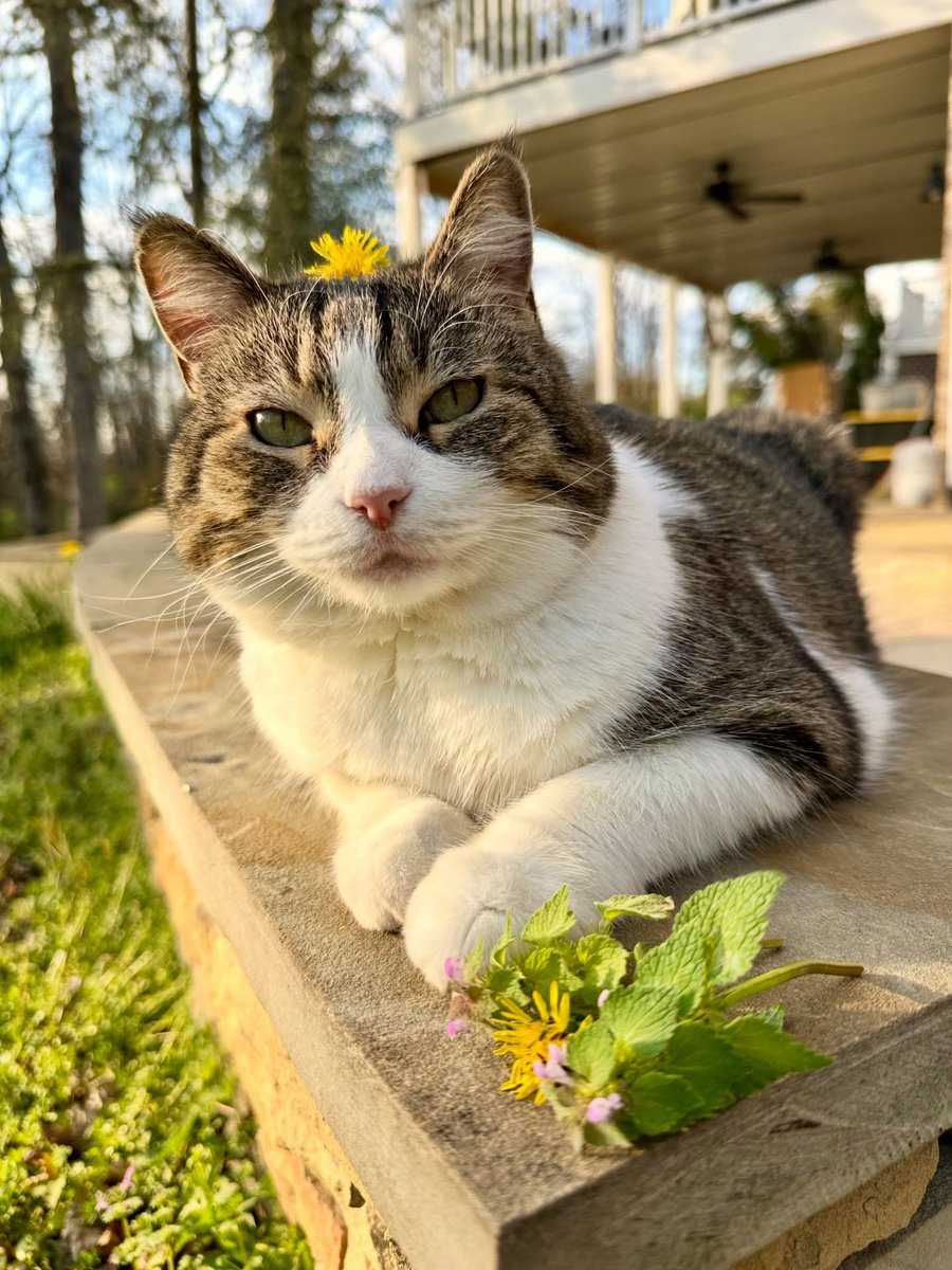 Purely Green tweet media