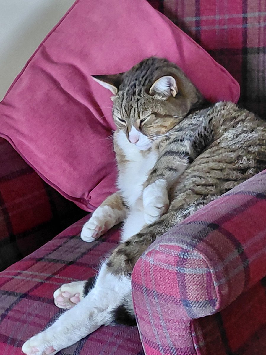 Jenny Donnelly💜🌹💙 tweet media