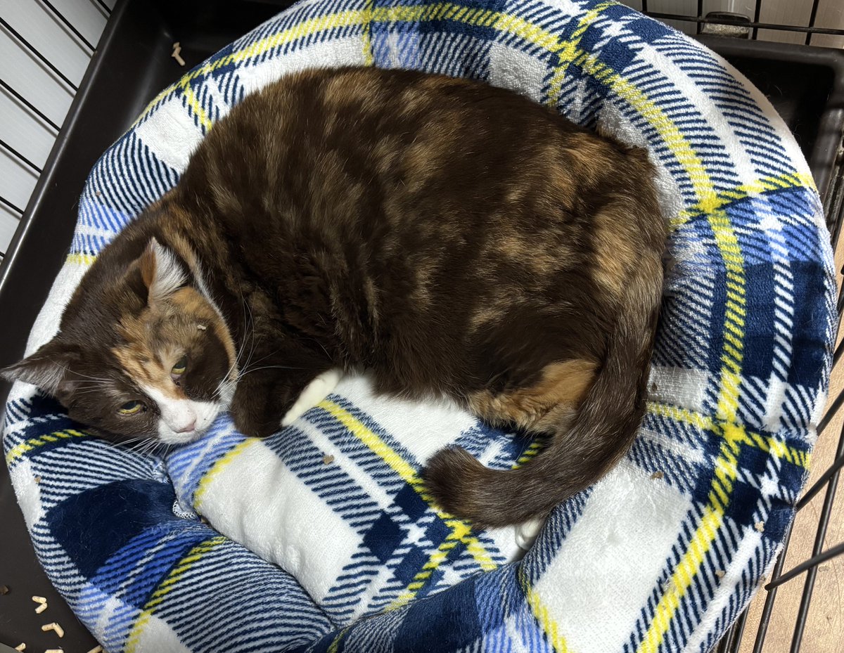 すみパン@4/12(日)譲渡会 tweet media