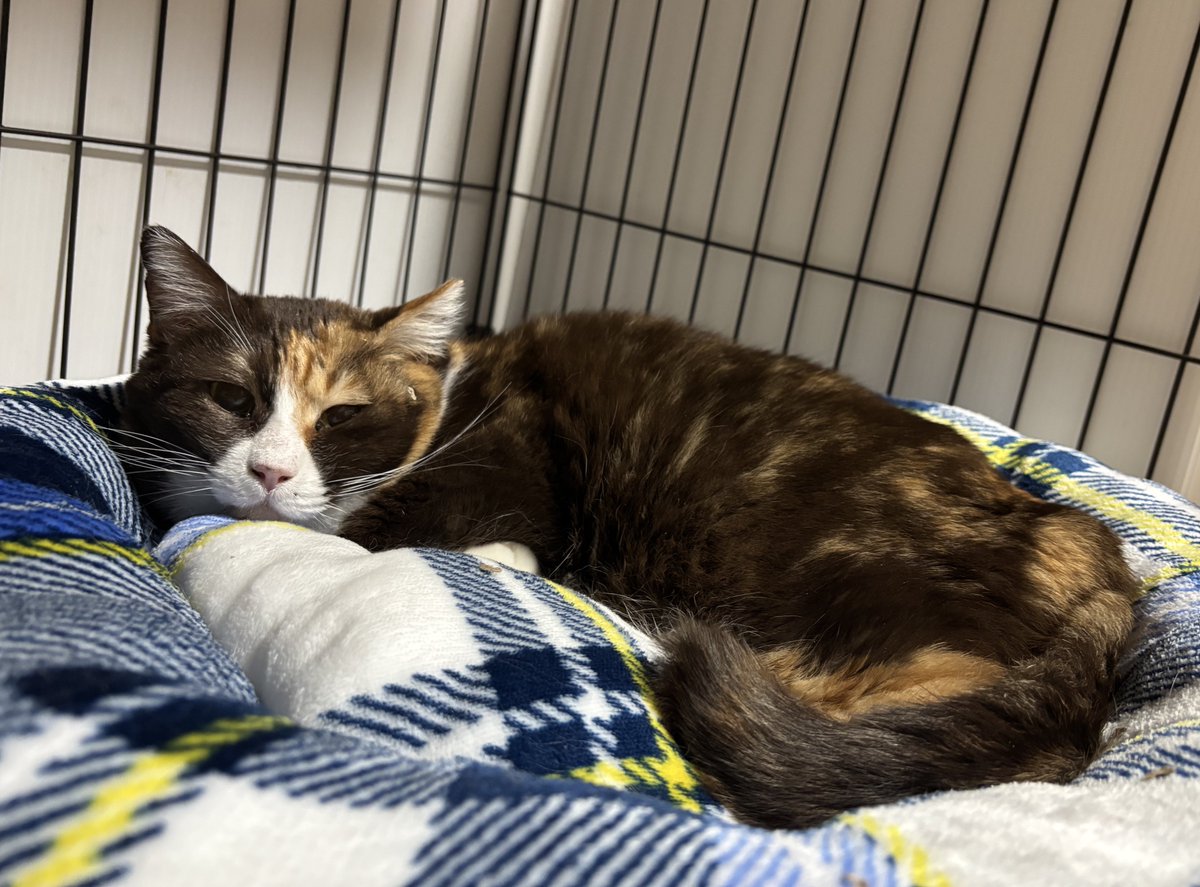 すみパン@4/12(日)譲渡会 tweet media