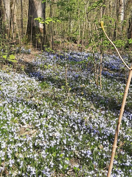 Marlies Kloppenburg tweet media