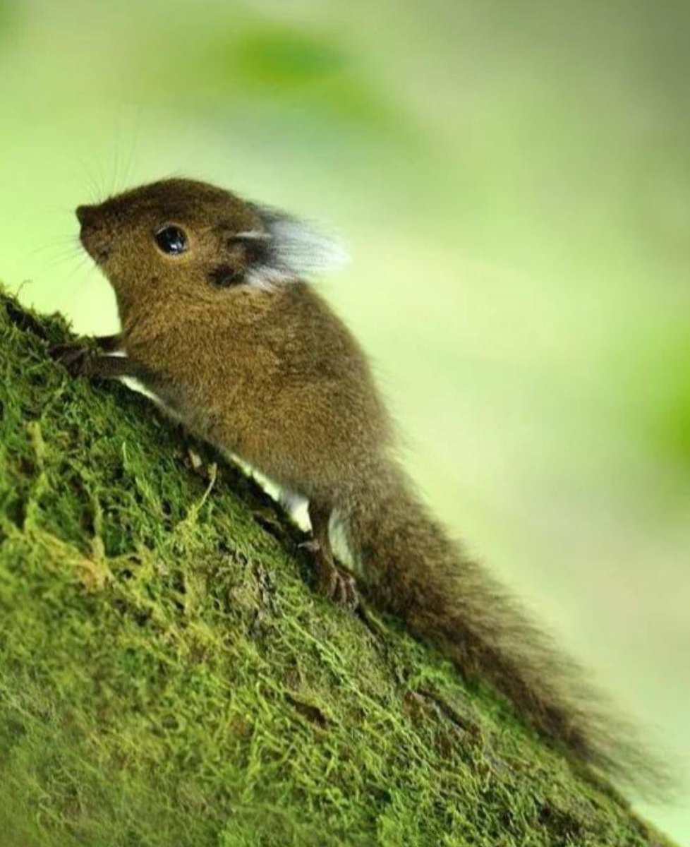 Snickels! (SLOTS ON TRELLO!) tweet media