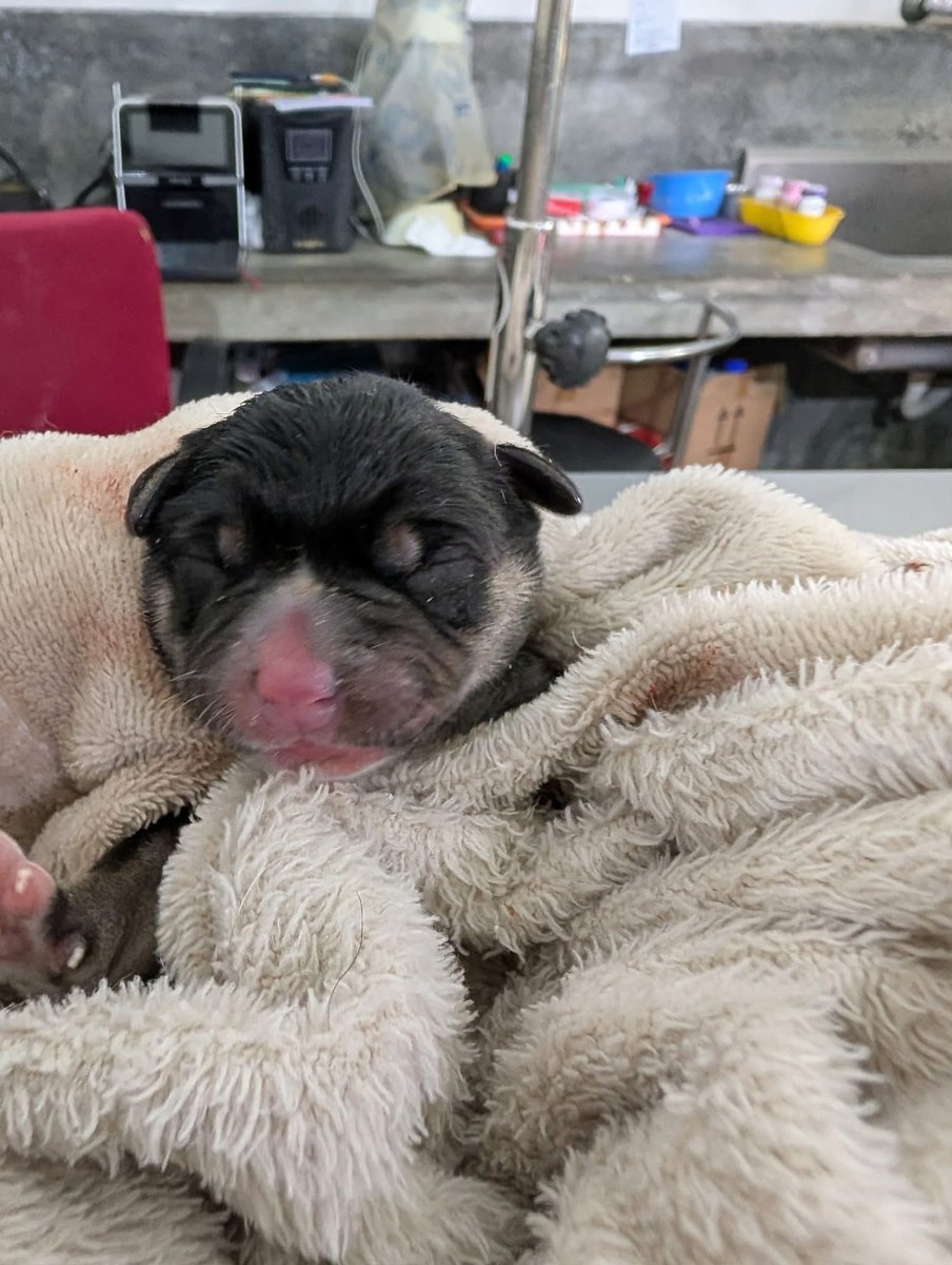 tommy_sos's tweet photo. Baby Sam now at the sanctuary; he is soooo sweet. 🥰🥰🥰

@AnimalSOSSLanka #dogs #rescue #DogWeek #dogrescue #srilanka
@peter https://t.co/UTAAzgnu5x