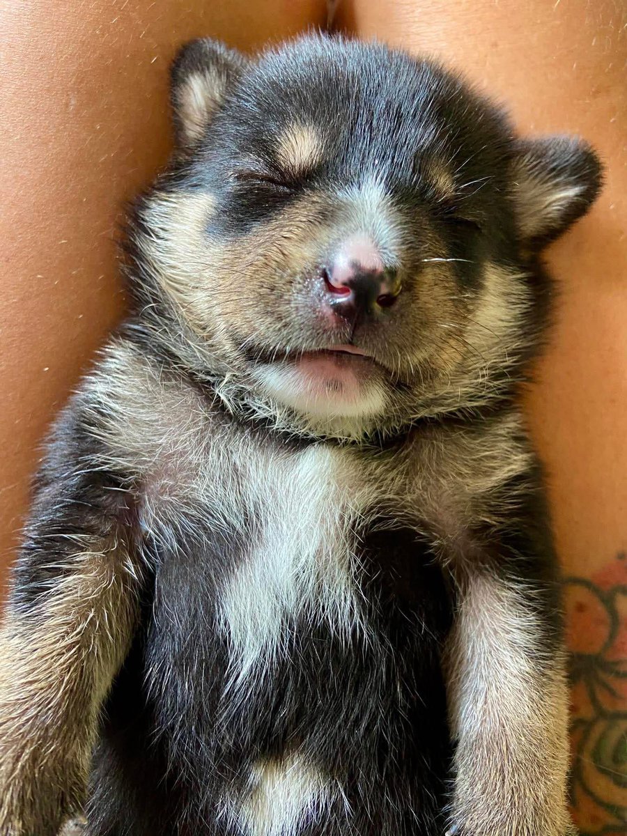 tommy_sos's tweet photo. Baby Sam now at the sanctuary; he is soooo sweet. 🥰🥰🥰

@AnimalSOSSLanka #dogs #rescue #DogWeek #dogrescue #srilanka
@peter https://t.co/UTAAzgnu5x