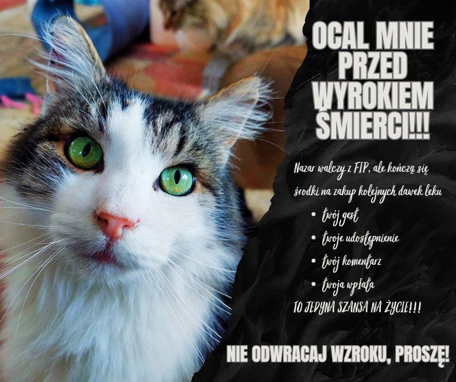 Fᴜɴᴅᴀᴄᴊᴀ Fᴇʟɪɴᴇᴜs tweet media