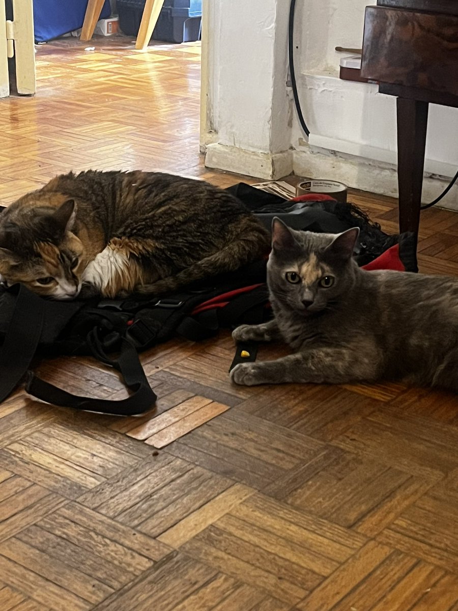 Solchu Paletas tweet media