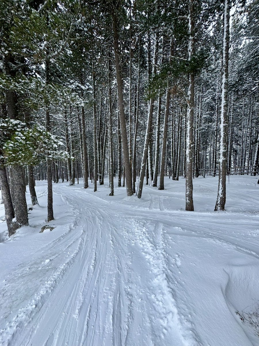 Naia🦊 tweet media