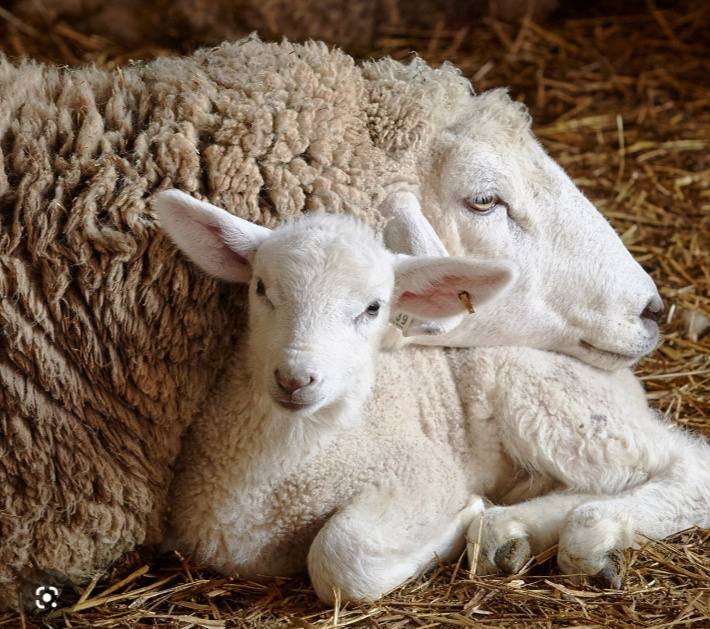 Ellie CG tweet media