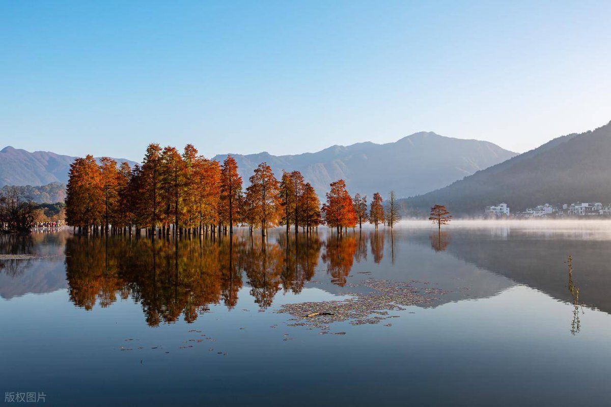 Tracy Willis tweet media