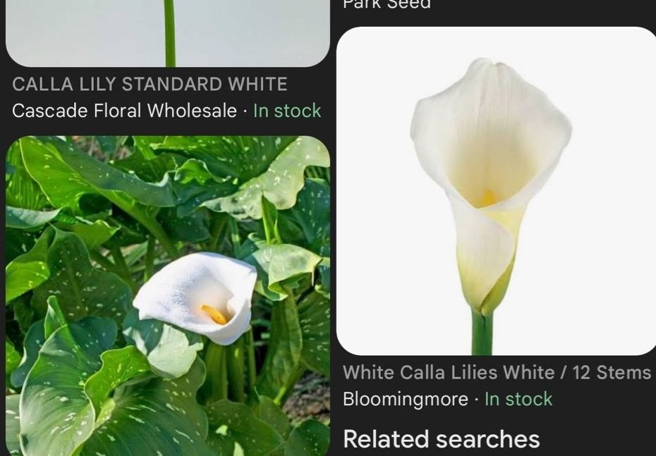 wait guys the flower it...kinda looks like an egg... im betting that taerae will carry this new era 🤏🏽🐤