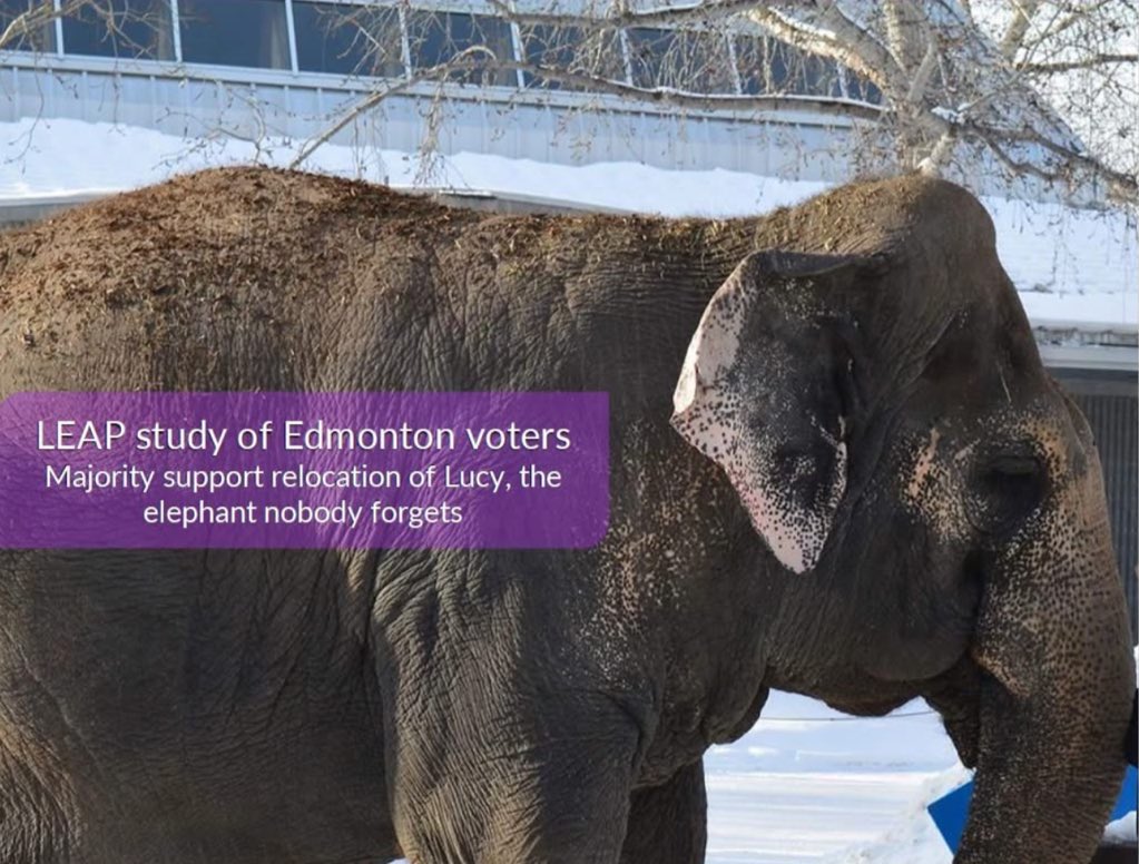 #T4Animals 🐘🦁🦒🐅🦊🦔🐻 tweet media