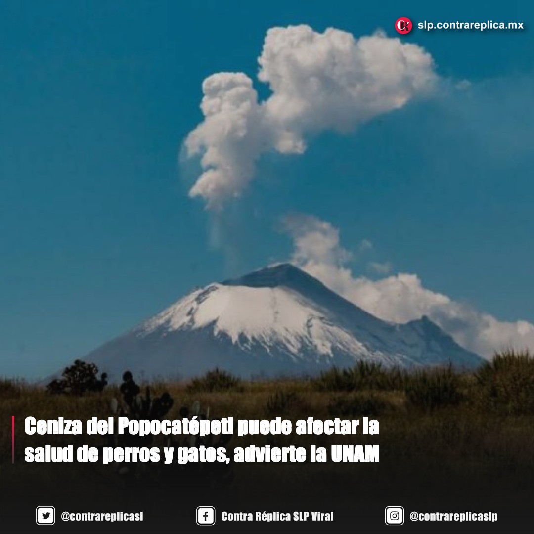 Contra Réplica San Luis Potosí tweet media