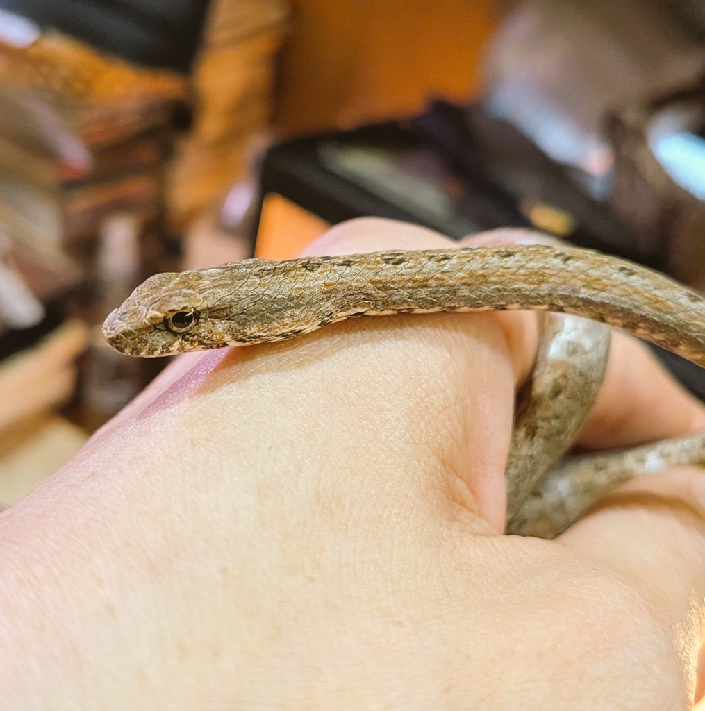 まだら汁 tweet media